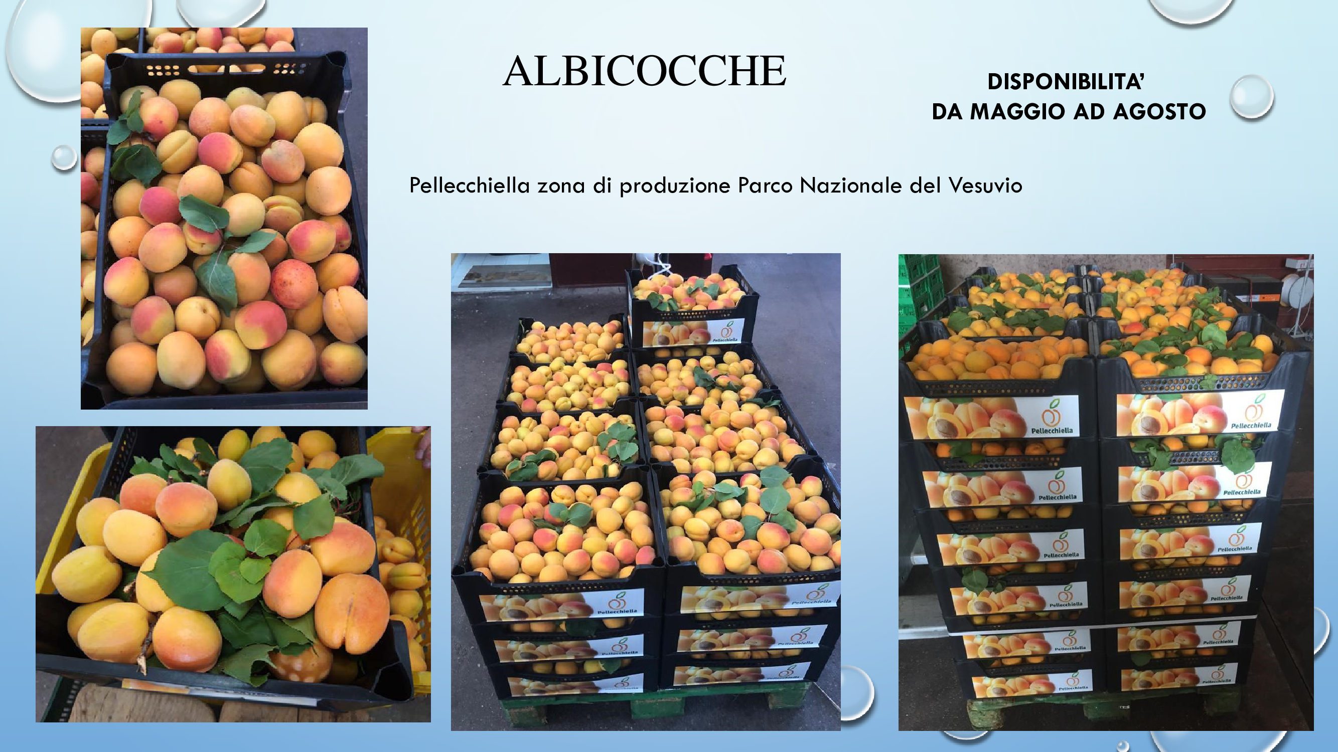 albicocche